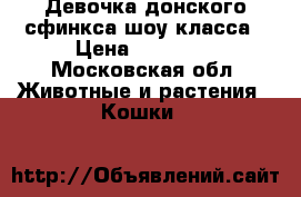 Девочка донского сфинкса шоу класса › Цена ­ 13 000 - Московская обл. Животные и растения » Кошки   